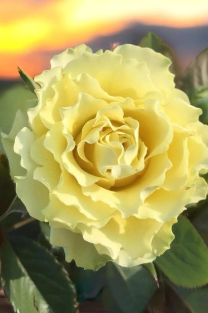 Троянда чайно-гібридна ‘Лімбо’|Hybrid tea rose ‘Limbo’|Роза чайно-гибридная ’Лимбо’